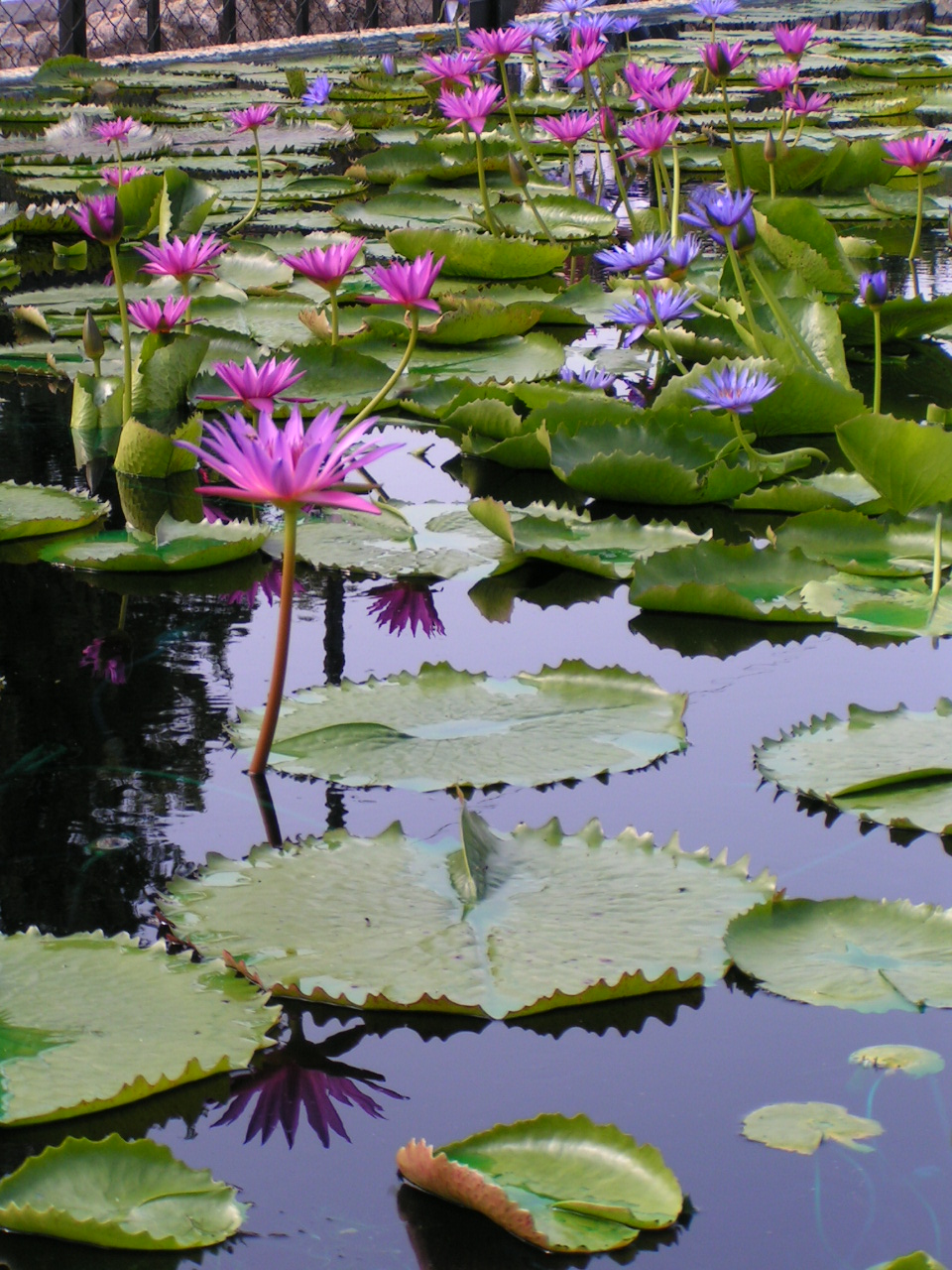 International Water Lily Garden En Plein Air