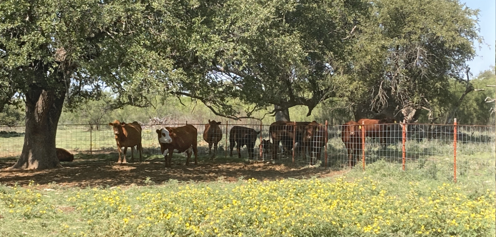 Cows with yellow flowers 2