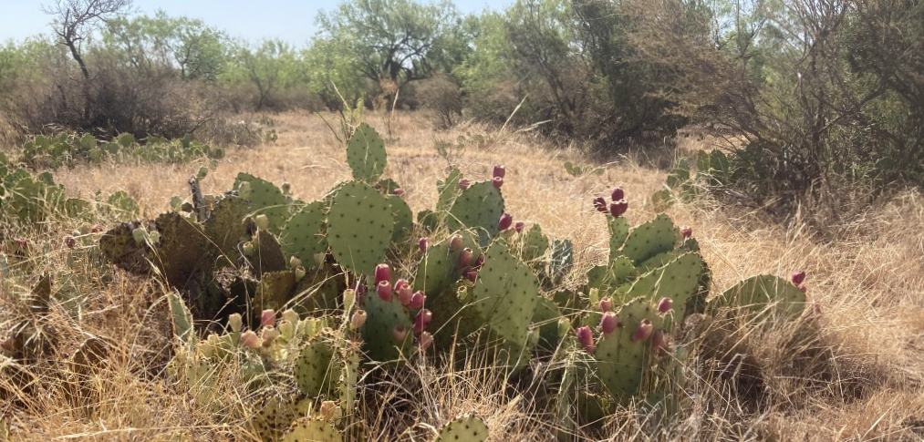 Field Ranch cactus 2