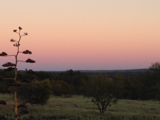 DUSK WITH YUCCA PLANT