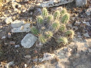 K ranch 37