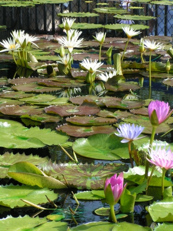 LILLY POND LONG VIEW