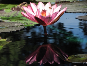 Lilly bloom with bee