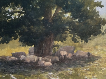 Lynn Sheep at Rest Howell Ranch 9x12 sml