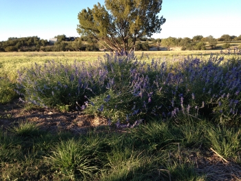 Ranchette salvia (2)