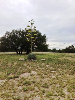 enpleinairtexas05yuccaplant