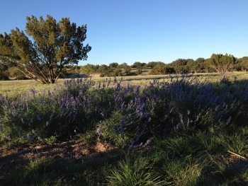 ranchette salvia