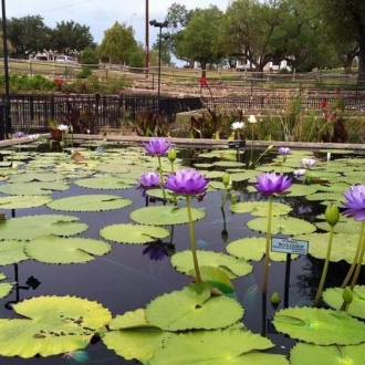 International Lily Garden