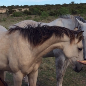 Joey & Lezlye Henderson Ranch