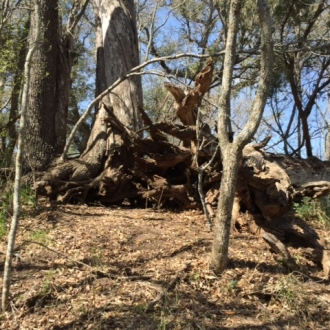 Ryland Howard's Head of the River Ranch