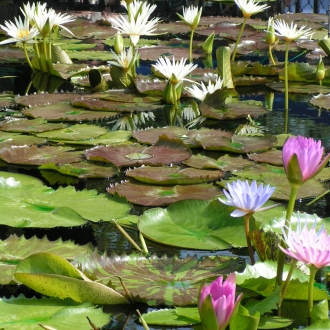 LILLY POND LONG VIEW