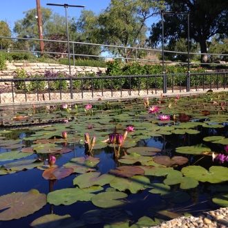 Lillypond