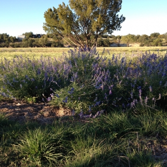 Ranchette salvia (2)